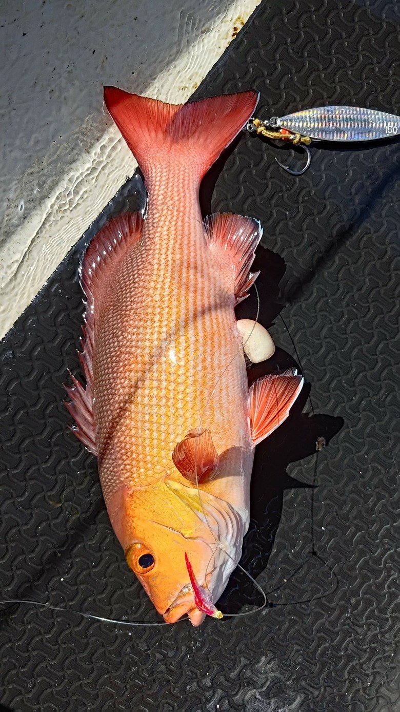 帛琉釣遊