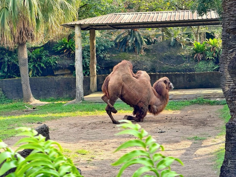 走進自然與可愛動物的世界|臺北市立動物園遊記