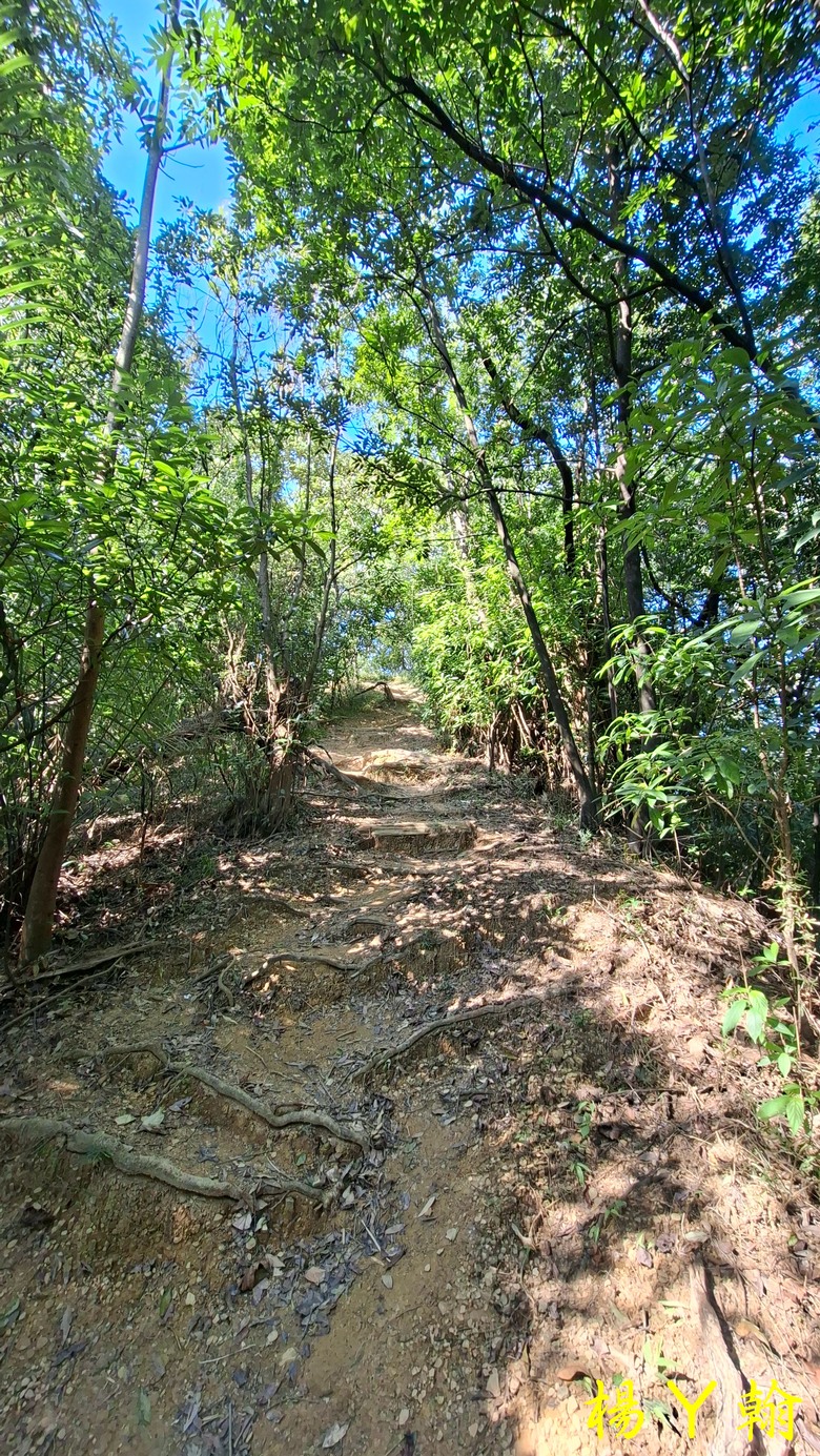 【郊山走走】輕鬆健行內湖7連峰、再賞大湖公園落羽松