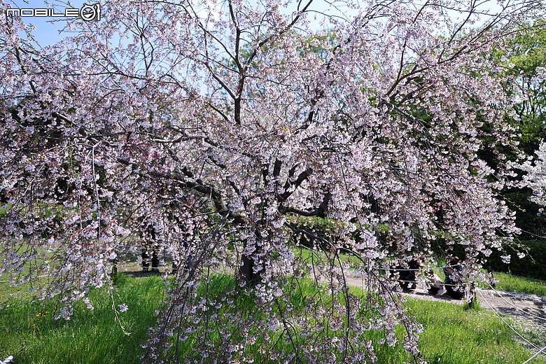 大阪廣島七日遊 R63領銜演出