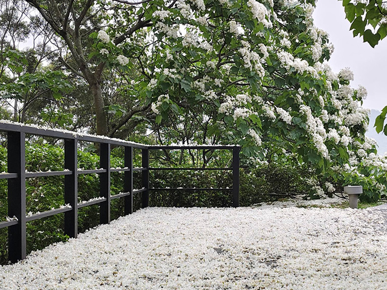 苗栗桐花季來了！銅鑼雪桐步道 白色花海美到失焦！