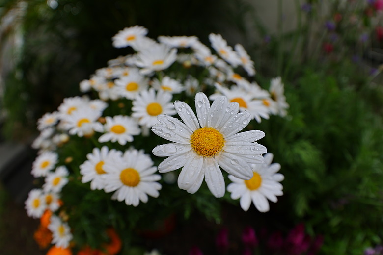 Canon RF 7-14mm F2.8-3.5L Fisheye STM 評測報告｜當圓周遇上對角線、探索 190° 的極限視覺張力！