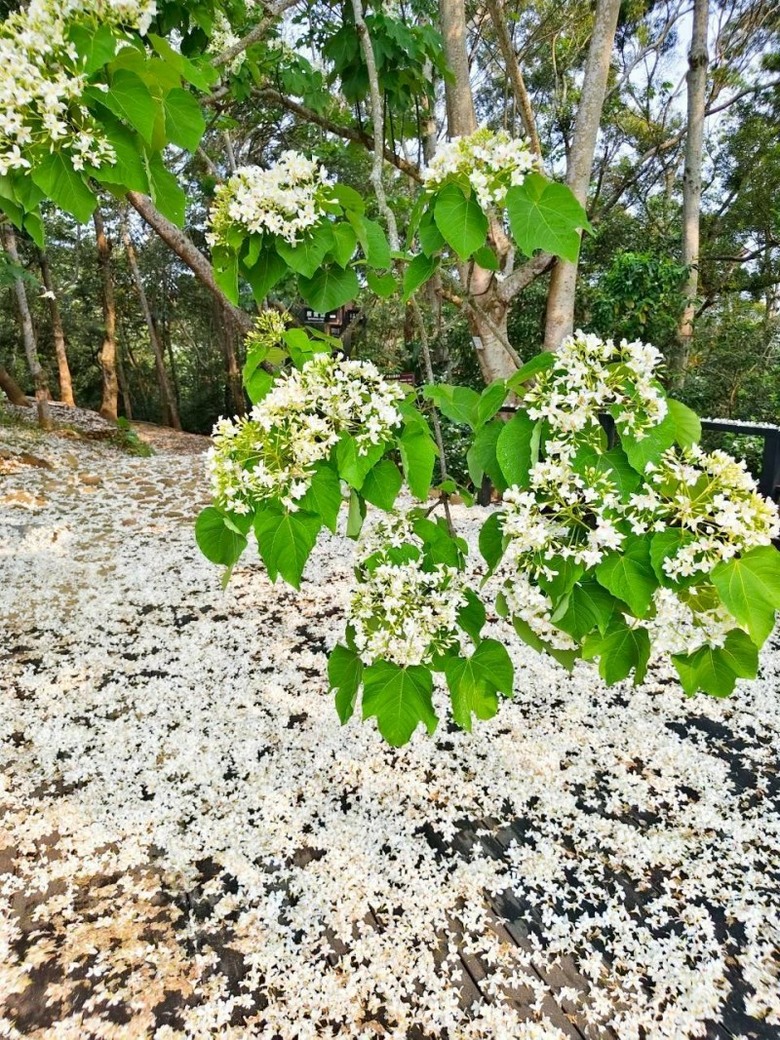 苗栗桐花季來了！銅鑼雪桐步道 白色花海美到失焦！