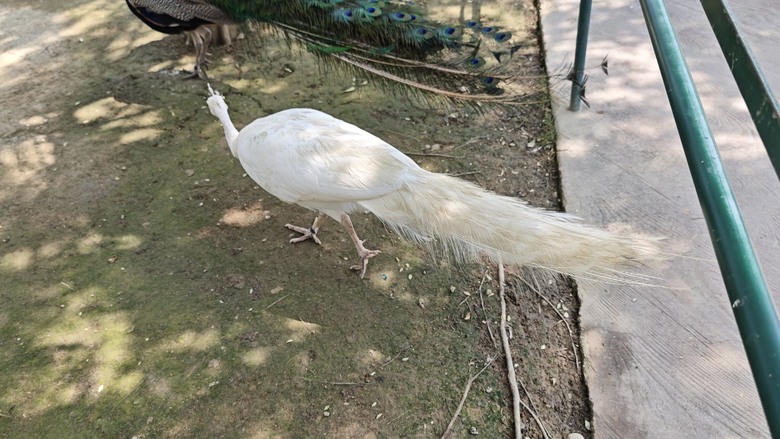 （號稱）亞洲最大鳥類動物園 - 九九峰動物樂園一日遊記 -