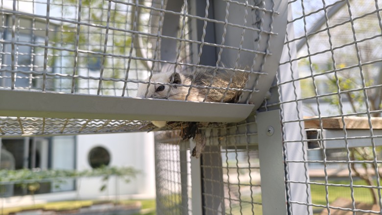 （號稱）亞洲最大鳥類動物園 - 九九峰動物樂園一日遊記 -