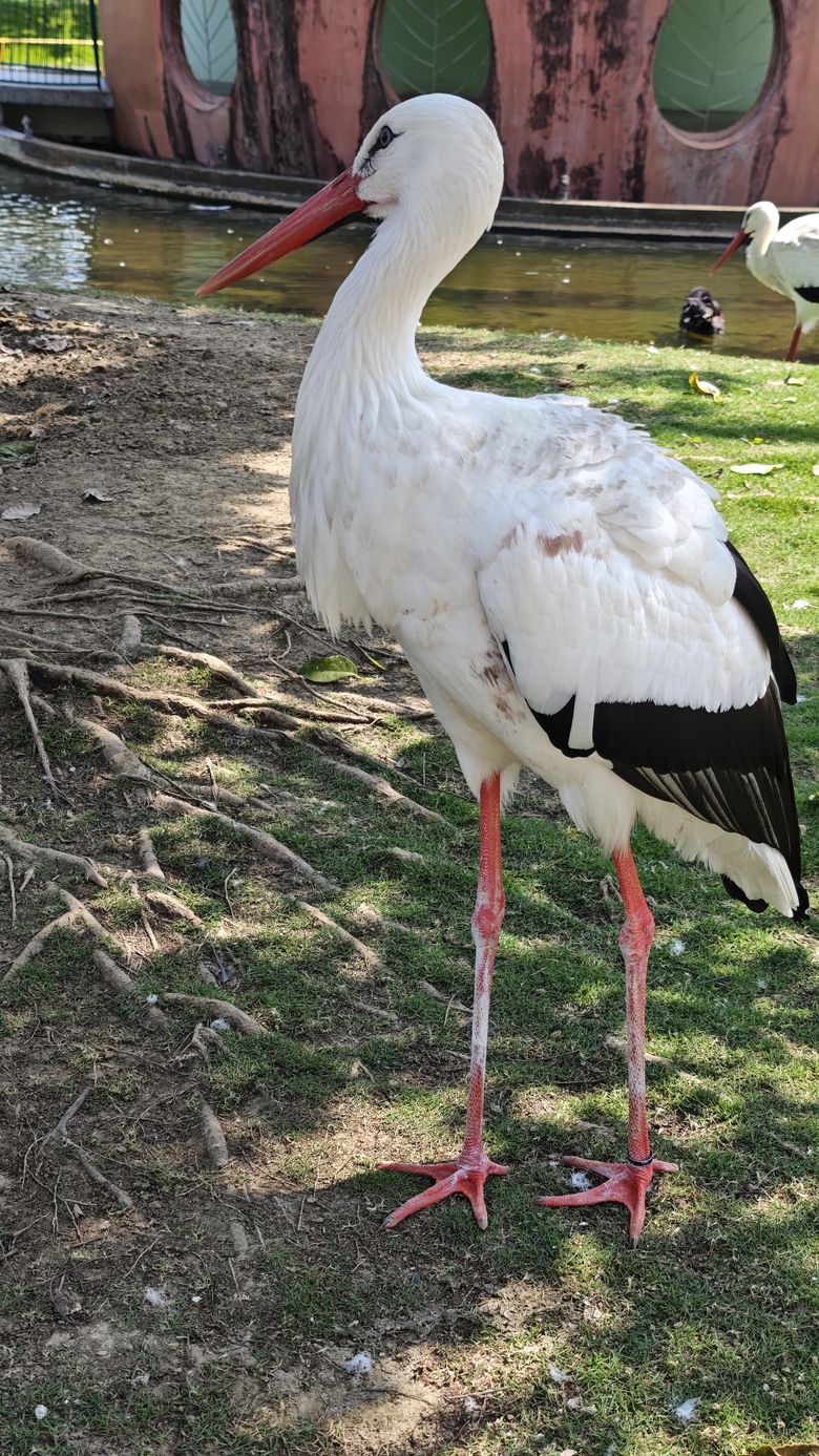 （號稱）亞洲最大鳥類動物園 - 九九峰動物樂園一日遊記 -