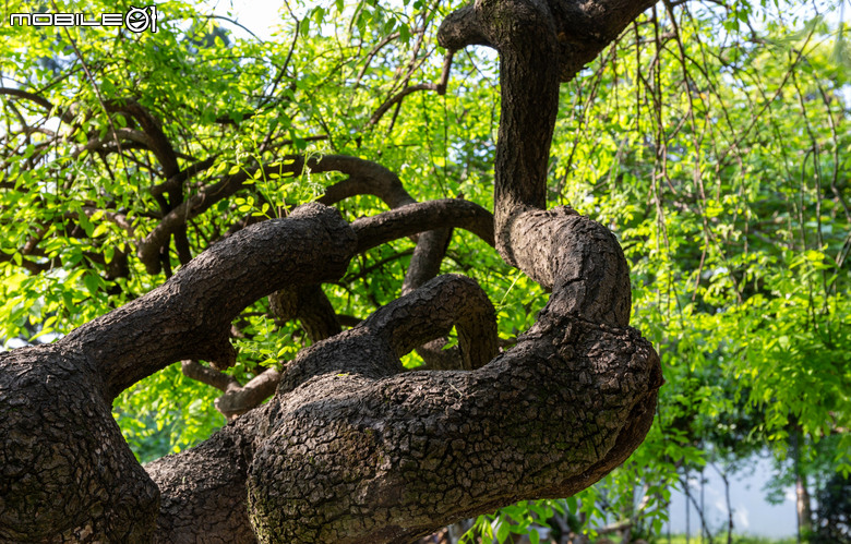 晨曦漫游姑蘇 5D3 +24-70mm F4