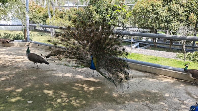 （號稱）亞洲最大鳥類動物園 - 九九峰動物樂園一日遊記 -