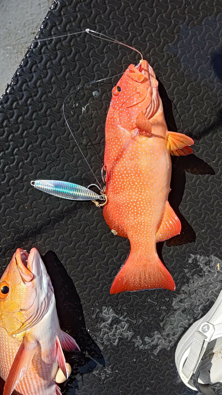 帛琉釣遊