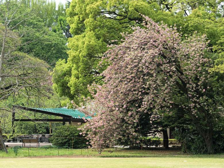 日本東北賞櫻六日遊(omsystem OM3+OM1II)