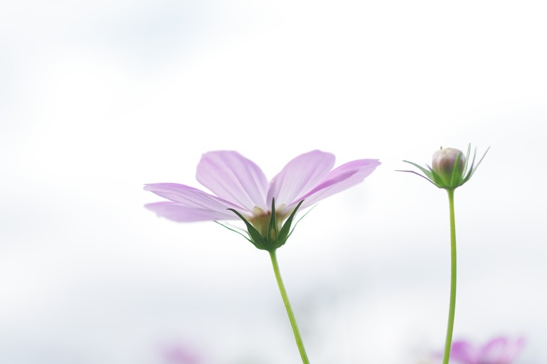 DFA 50mm f2.8 拍的一些照片