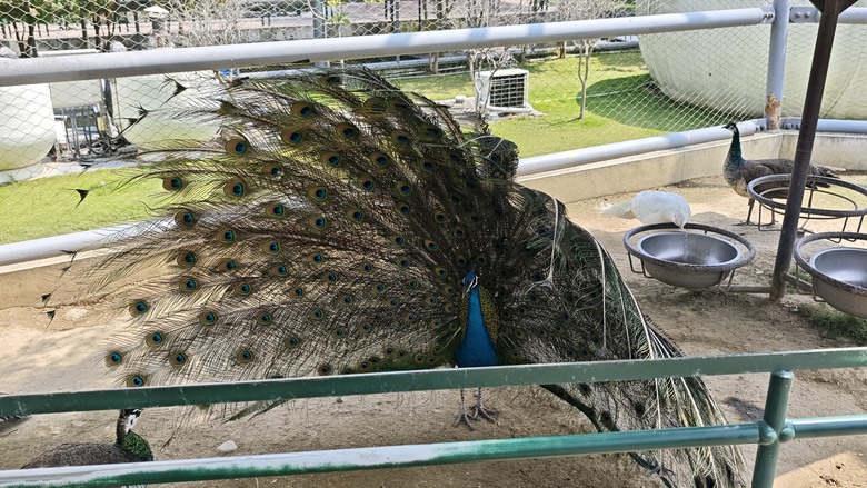 （號稱）亞洲最大鳥類動物園 - 九九峰動物樂園一日遊記 -