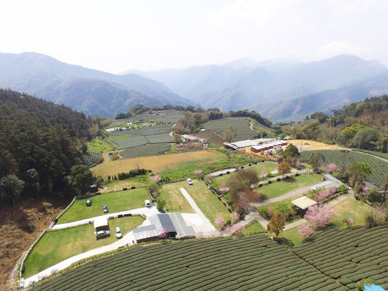 櫻花 茶園 群山環繞的露營地，中海拔1200公尺 阿里山附近