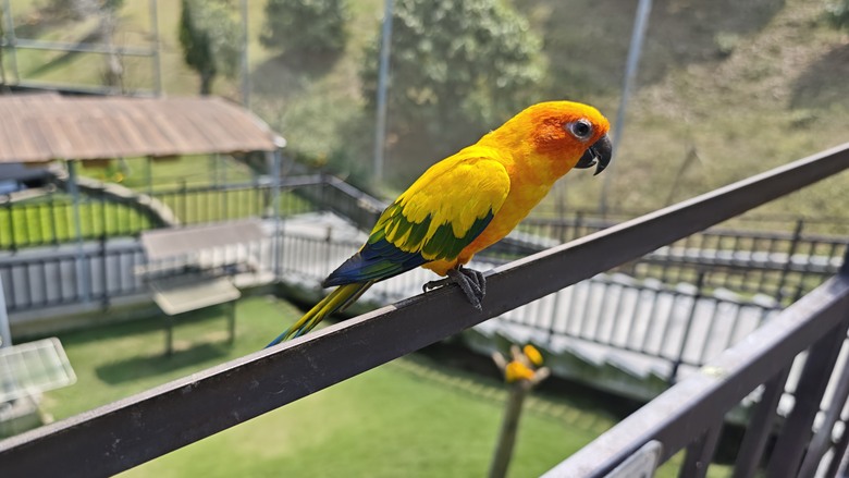 （號稱）亞洲最大鳥類動物園 - 九九峰動物樂園一日遊記 -