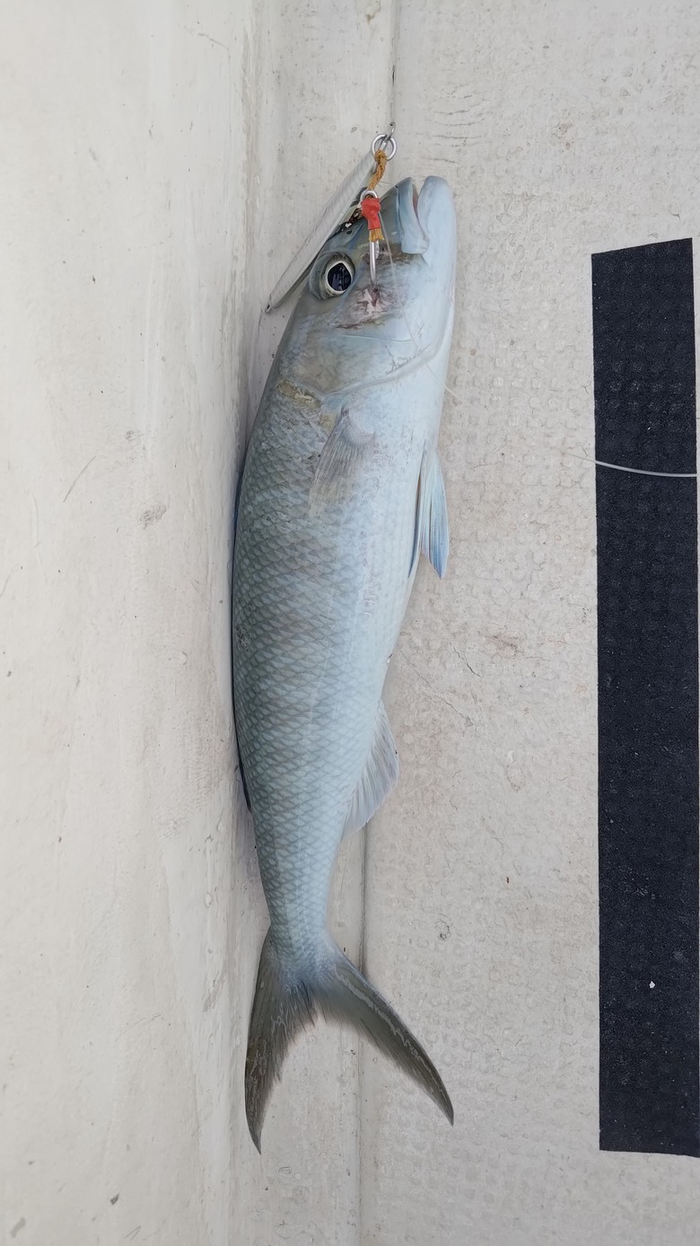 帛琉釣遊