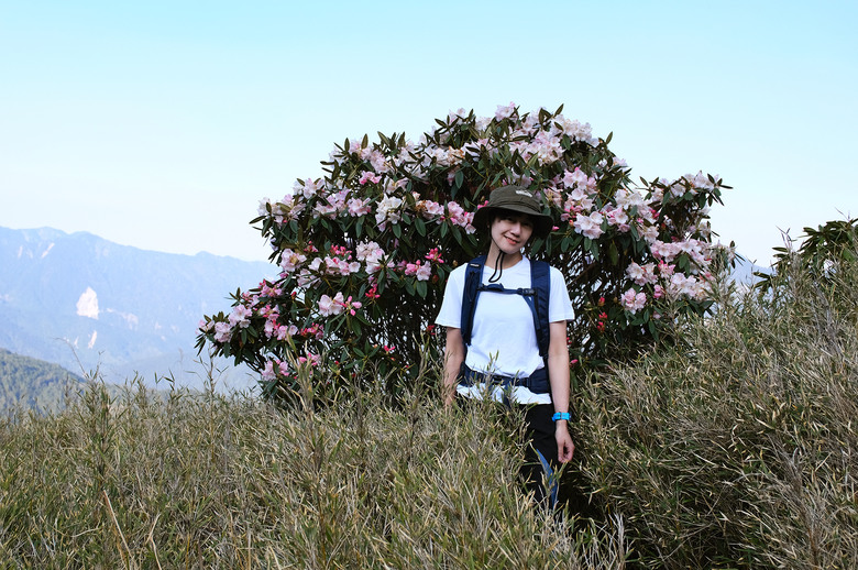 【合歡山東峰】絕美的登山步道與高山杜鵑花