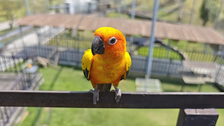 （號稱）亞洲最大鳥類動物園 - 九九峰動物樂園一日遊記 -