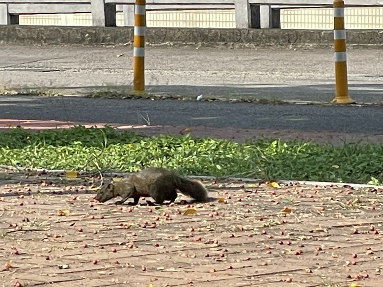 有人知道這是什麼動物嗎？