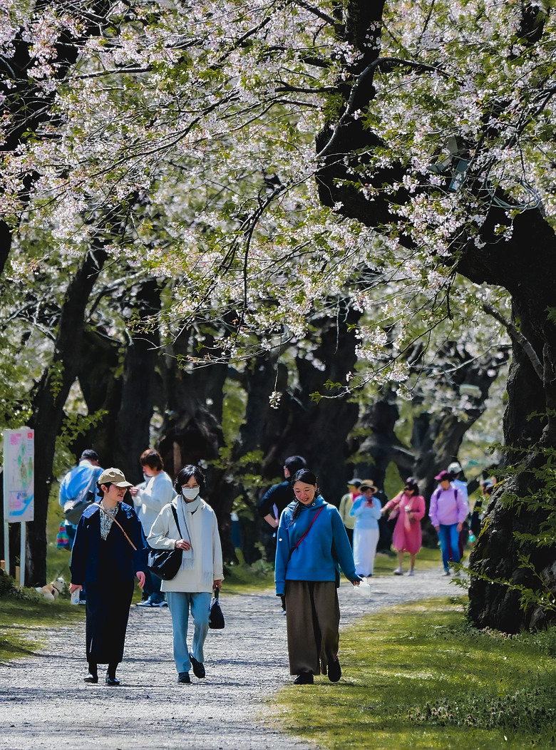 2026_4 仙台，盛岡，青森 櫻花賞。