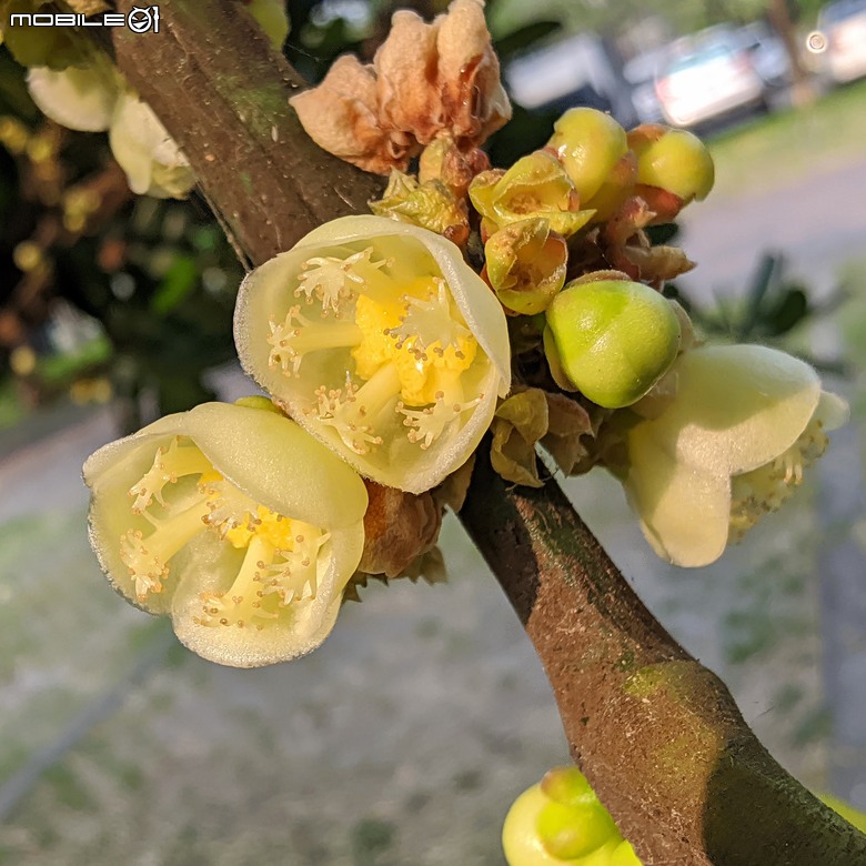 大葉合歡+福木 台南市歸仁區歸仁文化中心 04/24