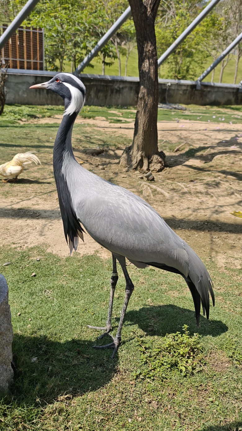 （號稱）亞洲最大鳥類動物園 - 九九峰動物樂園一日遊記 -