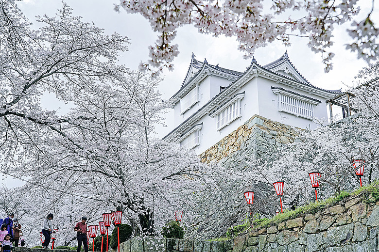2026關西櫻花之旅（上）