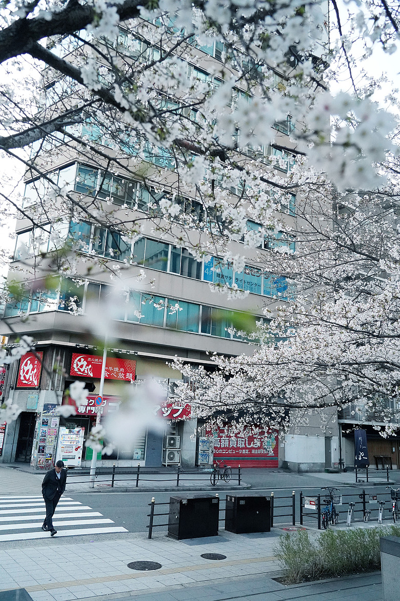 點我看大圖 2026關西櫻花之旅(下)