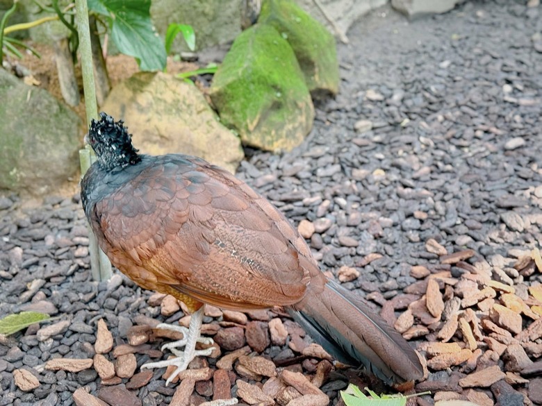 走進自然與可愛動物的世界|臺北市立動物園遊記