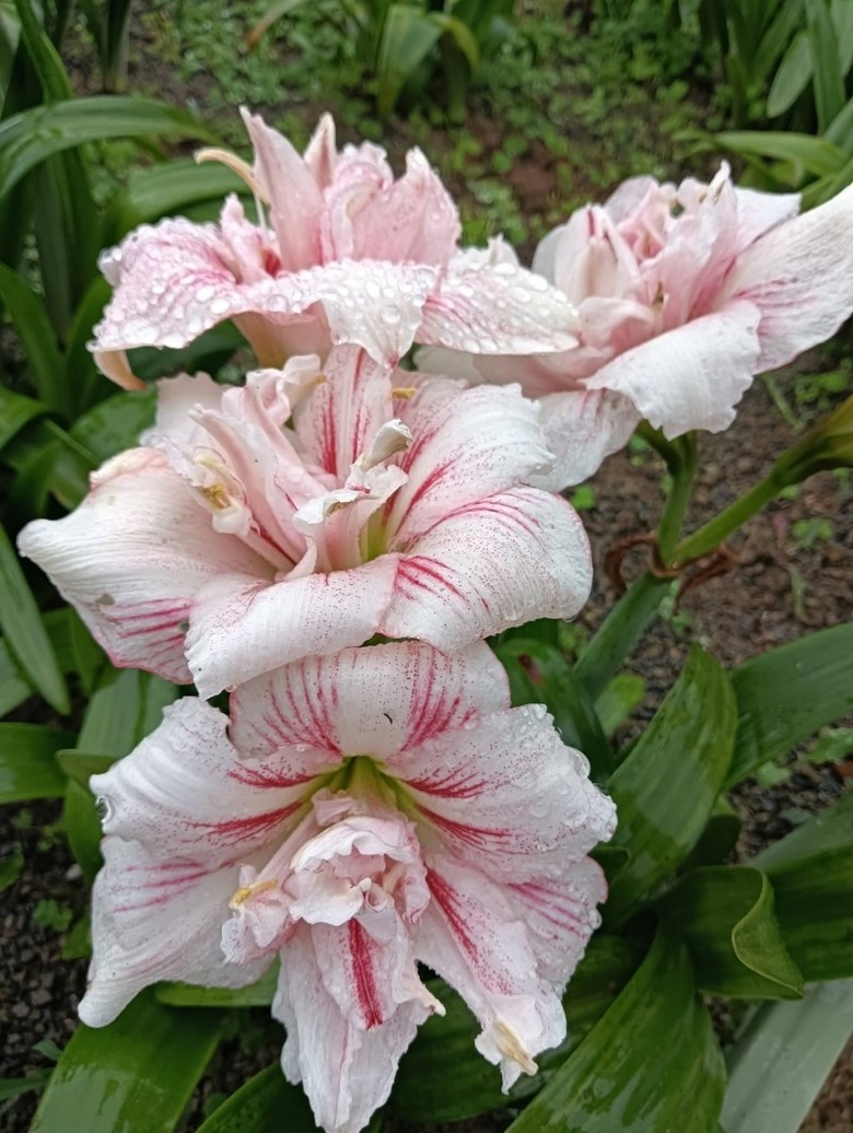 新竹賞花秘境曝光！關西萬株孤挺花海免費入園賞 必收藏！