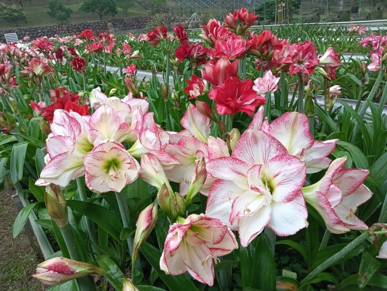 新竹賞花秘境曝光！關西萬株孤挺花海免費入園賞 必收藏！