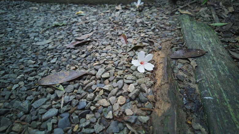 2026 桐花最新花況｜大崙頭尾山「四月雪」：木棧道上的白色驚喜