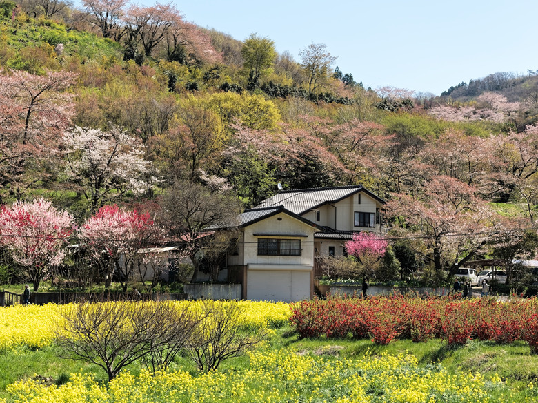 日本東北賞櫻六日遊(omsystem OM3+OM1II)