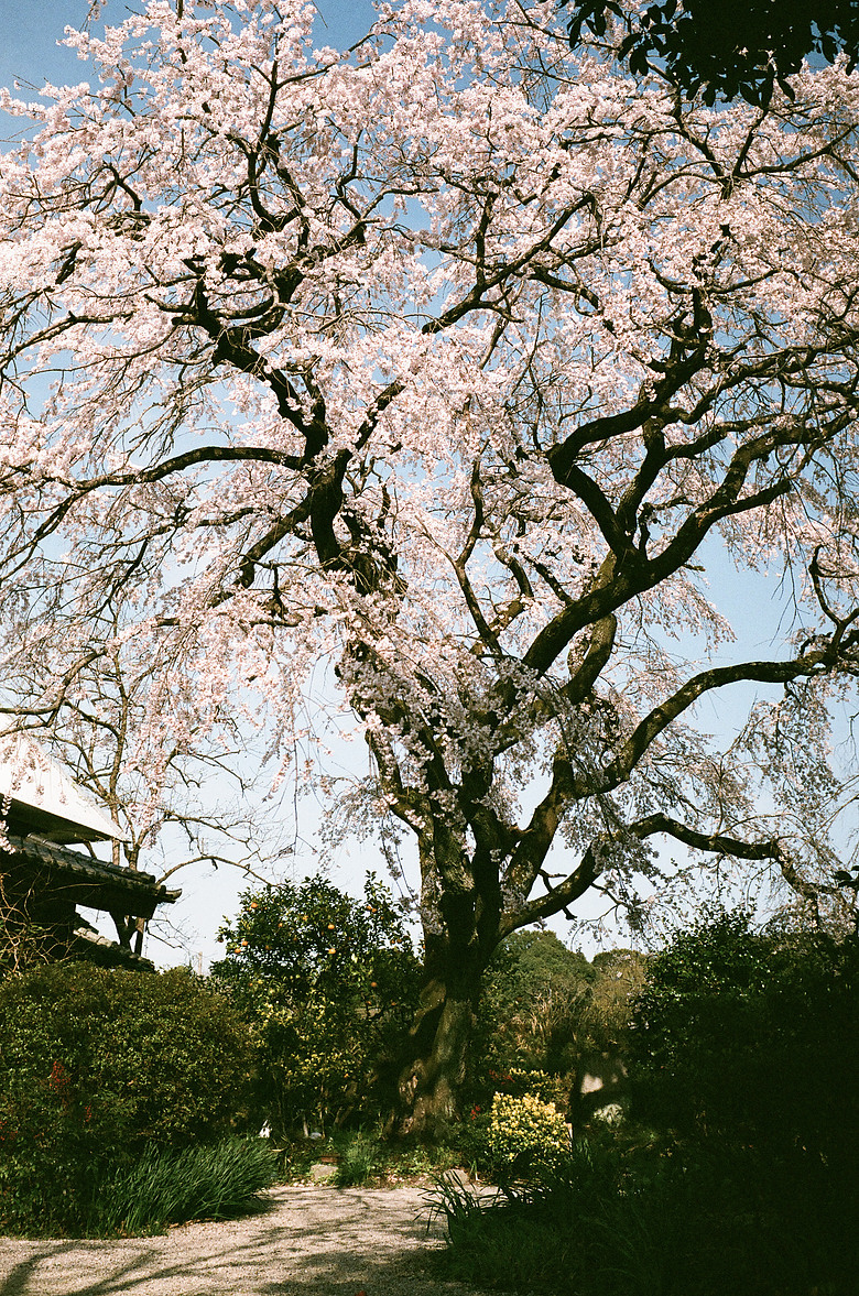 2026 三月 北九州自駕旅