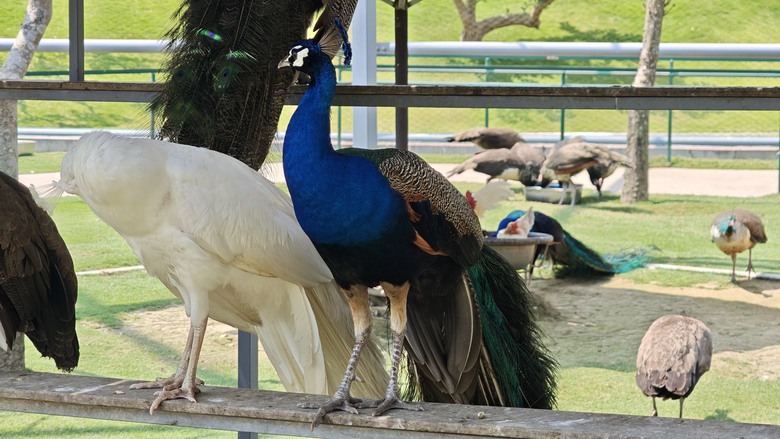 （號稱）亞洲最大鳥類動物園 - 九九峰動物樂園一日遊記 -