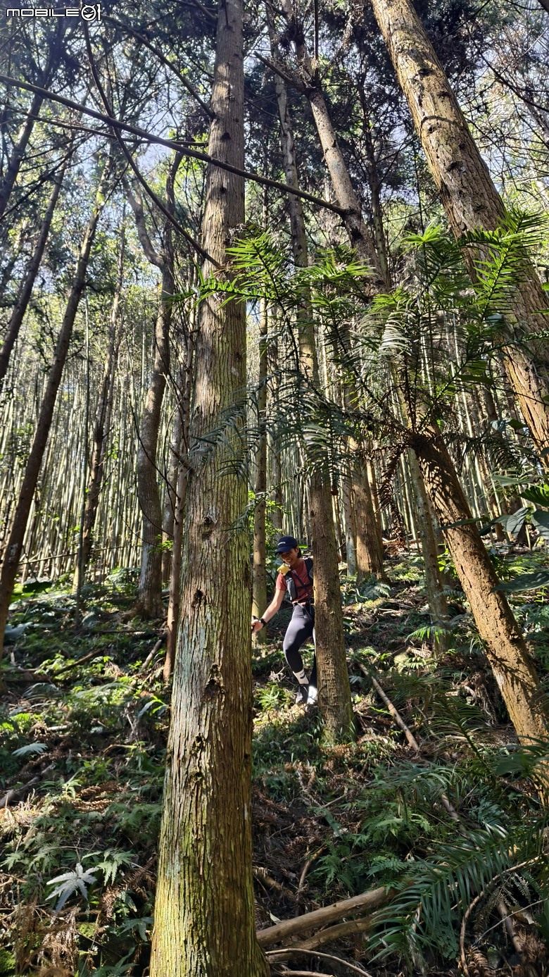 新竹冷門登山路線 | 滿滿竹林 |鬼澤山