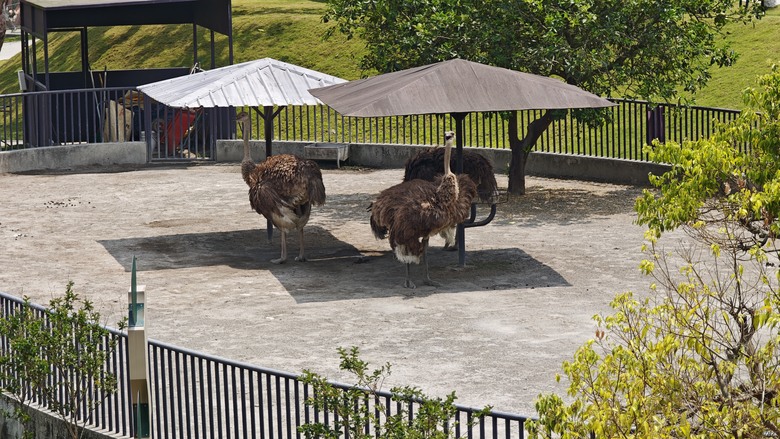 （號稱）亞洲最大鳥類動物園 - 九九峰動物樂園一日遊記 -
