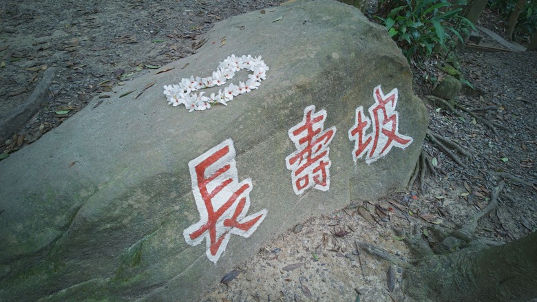 2026 桐花最新花況｜大崙頭尾山「四月雪」：木棧道上的白色驚喜
