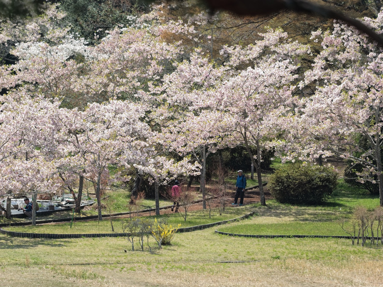 日本東北賞櫻六日遊(omsystem OM3+OM1II)