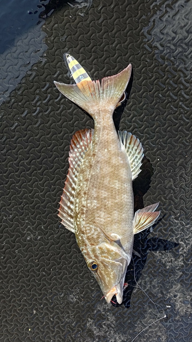 帛琉釣遊