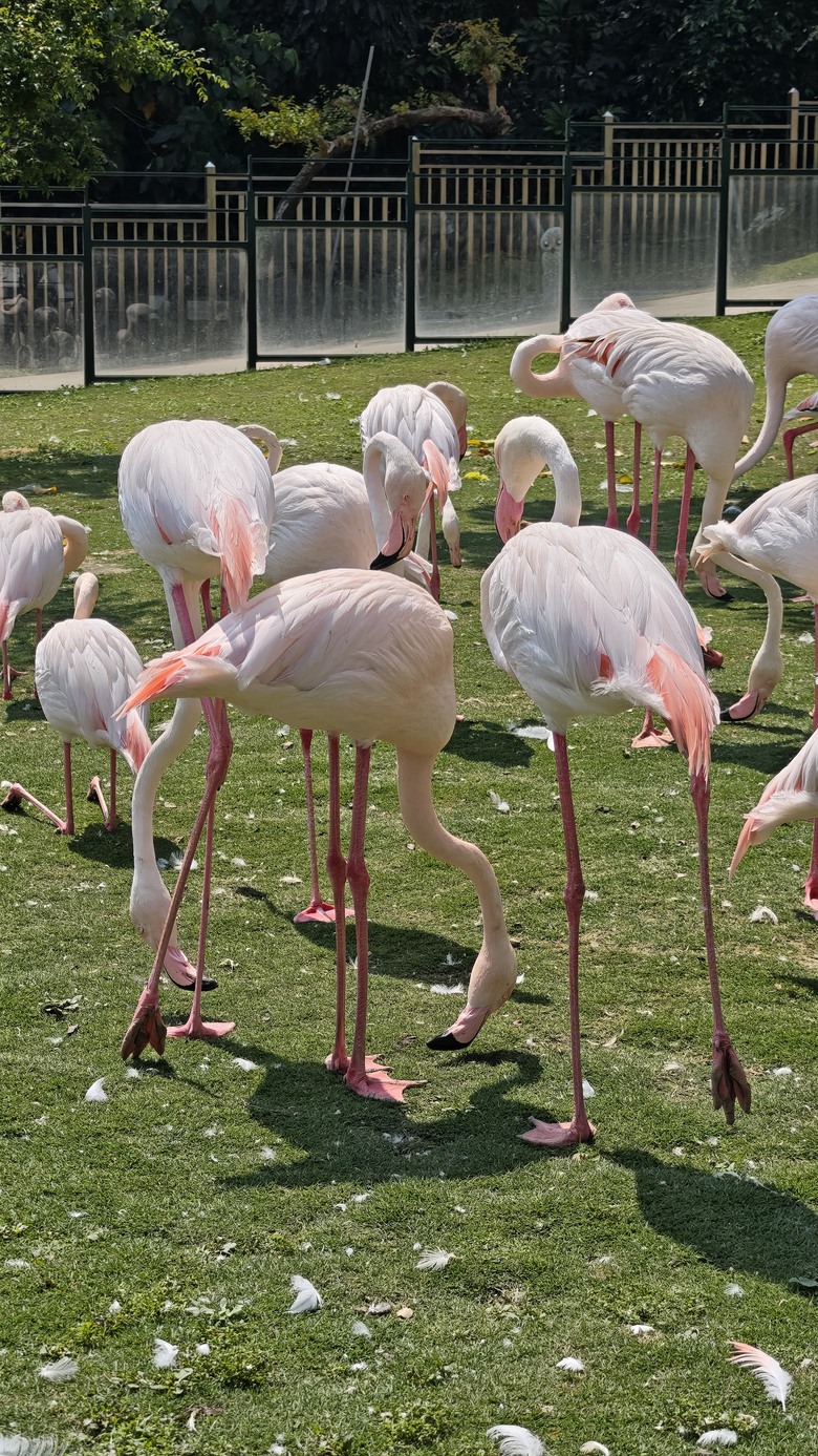 （號稱）亞洲最大鳥類動物園 - 九九峰動物樂園一日遊記 -