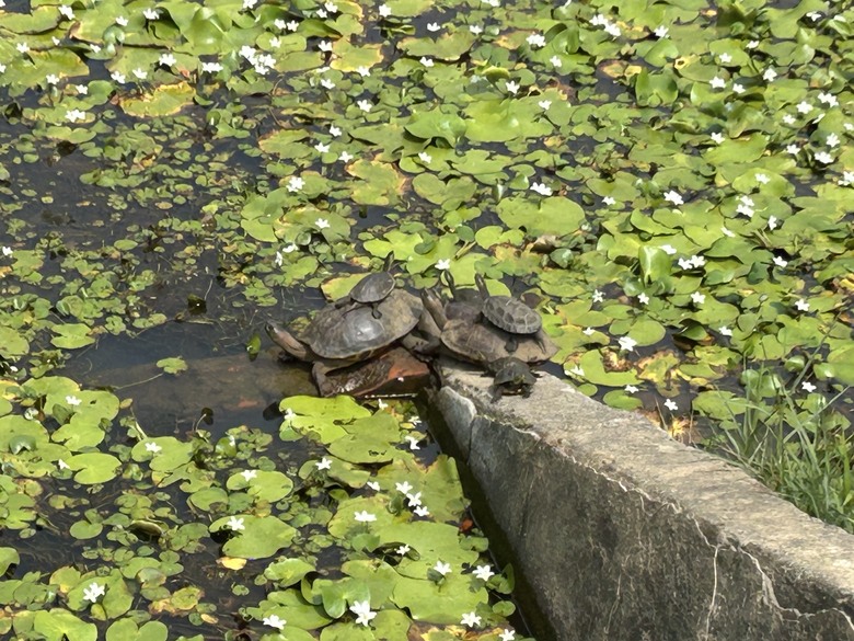「 兩 鐵 列 車 」 騎 遊 高 雄 果 嶺 自 然 公 園
