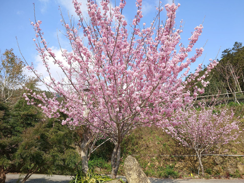 櫻花 茶園 群山環繞的露營地，中海拔1200公尺 阿里山附近
