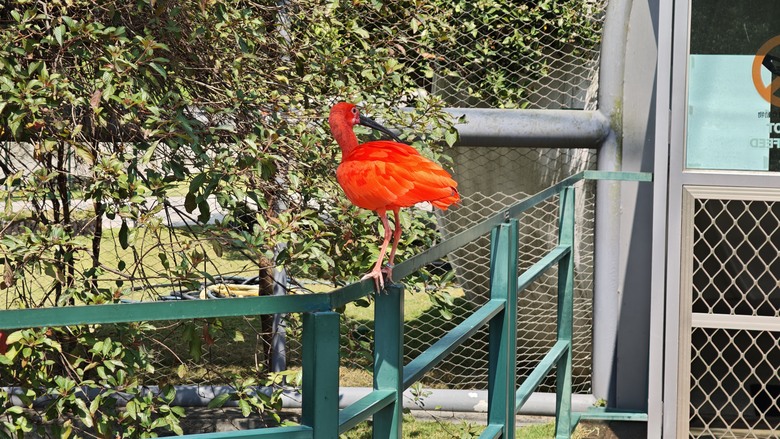 （號稱）亞洲最大鳥類動物園 - 九九峰動物樂園一日遊記 -