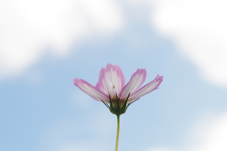 DFA 50mm f2.8 拍的一些照片