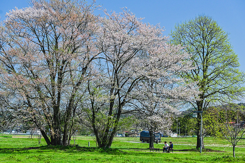 2026_4 仙台，盛岡，青森 櫻花賞。
