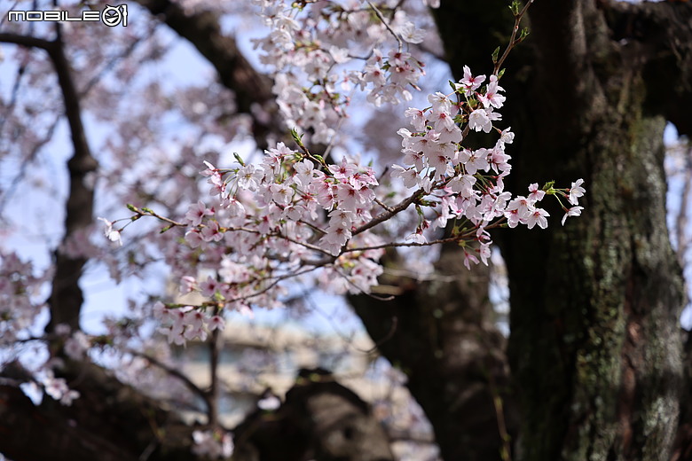 大阪廣島七日遊 R63領銜演出