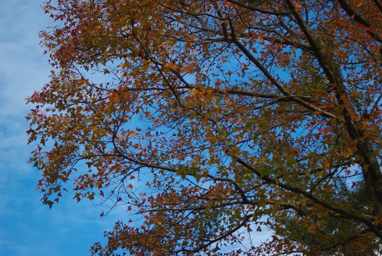 DFA 50mm f2.8 拍的一些照片