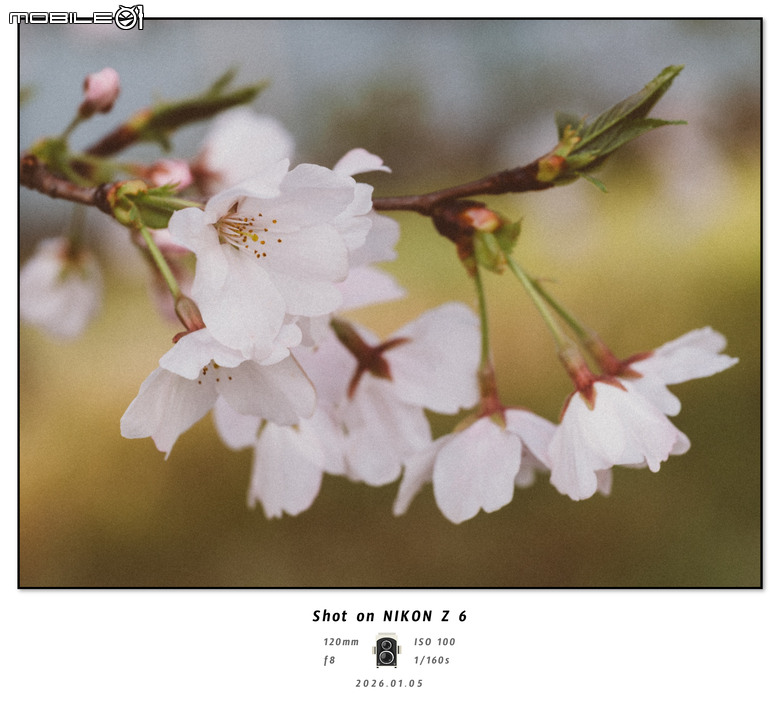 Z6 + 24-120mm F4随拍
