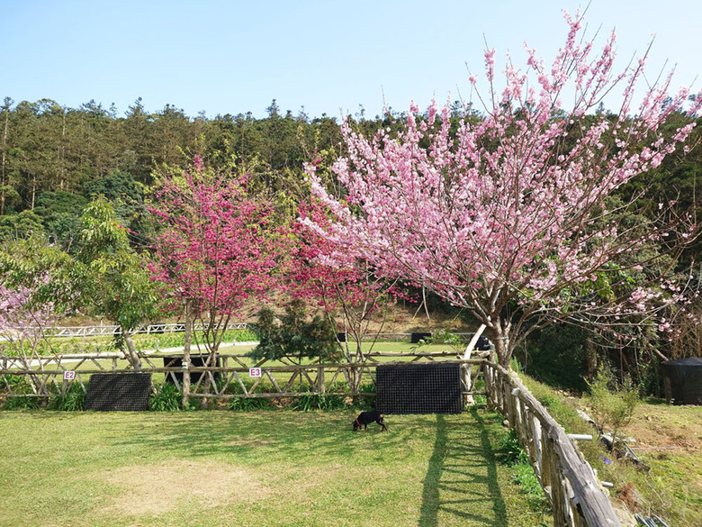 櫻花 茶園 群山環繞的露營地，中海拔1200公尺 阿里山附近