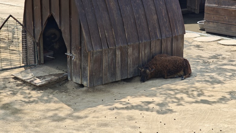 （號稱）亞洲最大鳥類動物園 - 九九峰動物樂園一日遊記 -